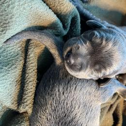 Dilute Retriever Puppies from Virdin’s Silver Labs