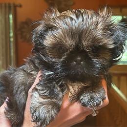 Gator - Sable and white male Shih Tzu puppy in Nekoosa, Wisconsin from Brox Acres House of Fur LLC
