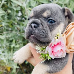 Fiona - French Bulldog puppy in Petaluma, California from Luma Frenchies