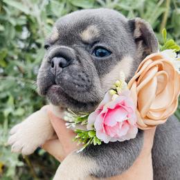 Fiona - French Bulldog puppy in Petaluma, California from Luma Frenchies