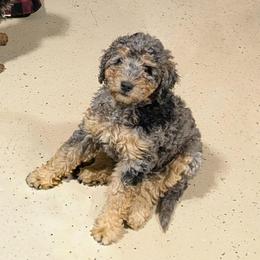 Lola - Blue merle female Aussiedoodle puppy in Yacolt, Washington from Aussiedoodles by Maggie
