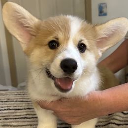 Pembroke Welsh Corgi puppies from Timberside