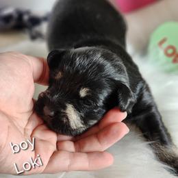 Miniature Schnauzer Puppies from Weiland's Ruby