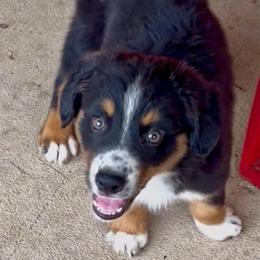 Freckles - male Miniature Australian Shepherd puppy in Burkesville, Kentucky from Bline’s Awesome Aussies, Aussiedoodles & Doxies at the Bline Family Farm