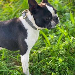 Grim - Boston Terrier