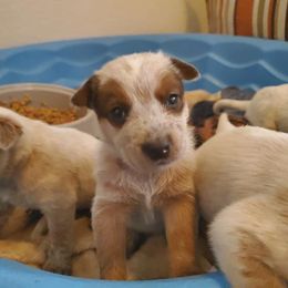 Australian Cattle Dog Puppies from Rising J Cattle Dogs