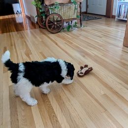 Poodle Puppies from New Hope Standard Poodles