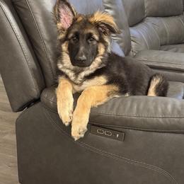 Shiloh Shepherd Puppies from The Mighty Quinn Shilohs