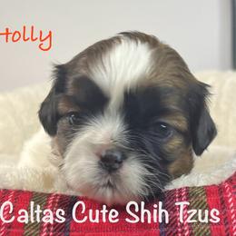 Holly - Red and white female Shih Tzu puppy in Vernon, New Jersey from Calta’s Cute Shih Tzu