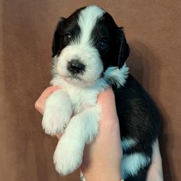 Revere - Black and white male Aussiedoodle puppy in New Durham, New Hampshire from Ridgeview Aussiedoodles