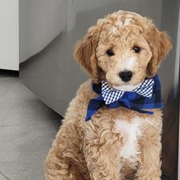 Goldendoodle All Grown Up from We R Mini Doodles