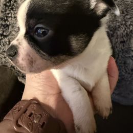 Chip - Black and white male Chihuahua puppy in Madison, Virginia from KimberGlen Chihuahuas