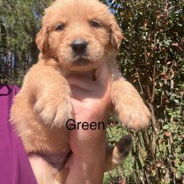 Green - Dark golden male Golden Retriever puppy in Jesup, Georgia from Painted Platinum Retrievers (Painted Platinum Kennel) PPK