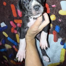 Esther - Black and white female Great Dane puppy in Orange Grove, Texas from Shadow Veil Dane’s