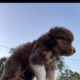 Toy Australian shepherd 7 weeks - Red tri male Toy Australian Shepherd puppy in Bridge City, Texas from My Amis AussieDoodles