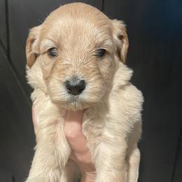 Pink - Cream female Goldendoodle puppy in Medina, Ohio from Farmer Doodles