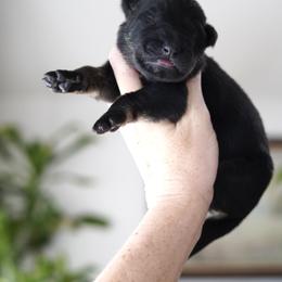 Tank - Bi-color male German Shepherd puppy in Coarsegold, California from Yosemite Shepherds
