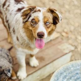 Maia - Miniature Australian Shepherd