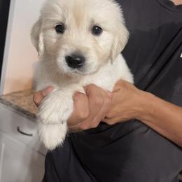 Golden Retriever Puppies from Wise Goldens