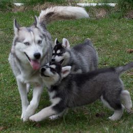 Siberian Husky Puppies from Zuska Siberians