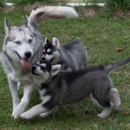 Siberian Husky Puppies from Zuska Siberians