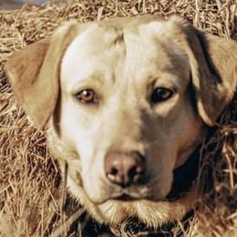 Quill - Labrador Retriever