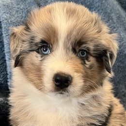 Boy 2 - Australian Shepherd puppy in Whitesburg, Georgia from Velocity Farms, farm raised Aussies