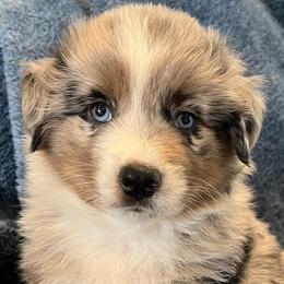 Boy 2 - Australian Shepherd puppy in Whitesburg, Georgia from Velocity Farms, farm raised Aussies