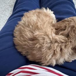 Poodle Puppies from ItalianToyPoodles