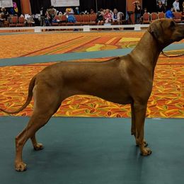 Rhodesian Ridgeback Puppies from Aziza Ridgebacks