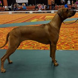 Rhodesian Ridgeback Puppies from Aziza Ridgebacks