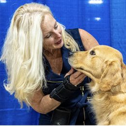 Golden Retriever Puppies from Champagne Goldens