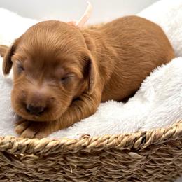 Light pink girl - Red  female Goldendoodle puppy in Lewisville, Texas from Zink Doodles