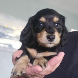 Maverick - Black and tan male Dachshund puppy in Willcox, Arizona from Tootsie's Tiny Toes