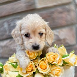Ashley - Cream female Dachshund puppy in Richmond, Virginia from Irresistible Dachshunds