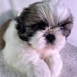 Pumpkin - Gold and white male Shih Tzu puppy in Winston Salem, North Carolina from Little Miracles Shih Tzu