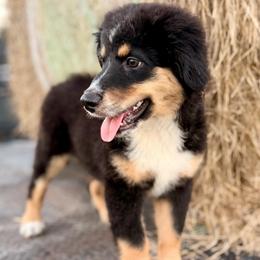 Dark pink - Black tri female Miniature Australian Shepherd puppy in 32046, Florida from River Hill Ranch