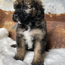 Girl 4 - Tri-color Bernedoodle puppy in Midland, Texas from Southern Oak Breeders LLC