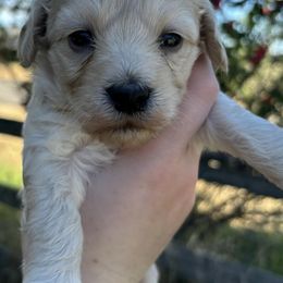Maltipoos from Honeys Maltipoo’s
