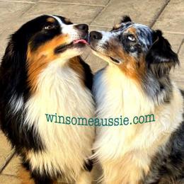 Reed - Black tri-color male Australian Shepherd puppy in Waddell, Arizona from Winsome Aussies