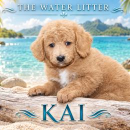 Kai - White male Bernedoodle puppy in Westminster, South Carolina from Goldendoodlepuppiessc