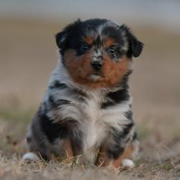 Robi - Blue merle female Miniature Australian Shepherd puppy in Hartman, Arkansas from Southern Edition Aussies