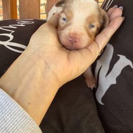 Red Merle female 2 - Red merle female Toy Australian Shepherd puppy in Brashear, Texas from Double R farms