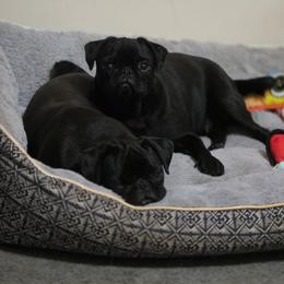 Ginger - Pug
