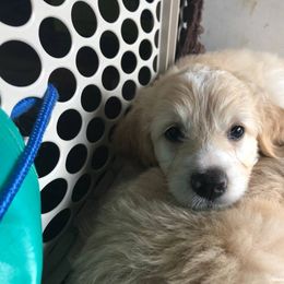 Bernedoodle and Goldendoodle Puppies from Saratoga Goldendoodles