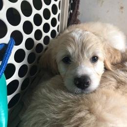 Bernedoodle and Goldendoodle Puppies from Saratoga Goldendoodles