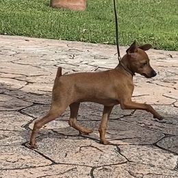 Miniature Pinscher Puppies from Marlex Min Pins
