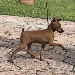 Miniature Pinscher Puppies from Marlex Min Pins