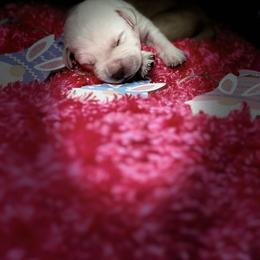 Labrador Retriever Puppies from Luvable AZ Labs