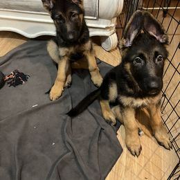 German Shepherd puppies from Dimitrova Shepherds